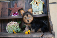 Yorkshire Terrier