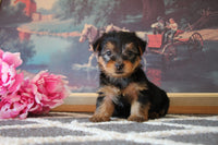 Lexy Female Yorkshire Terrier $1195