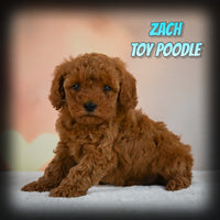 Zach Male Toy Poodle $1100