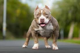american pocket bully puppies for sale