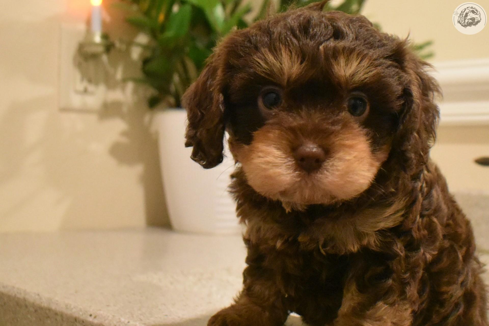 Ad - Puppyveriy