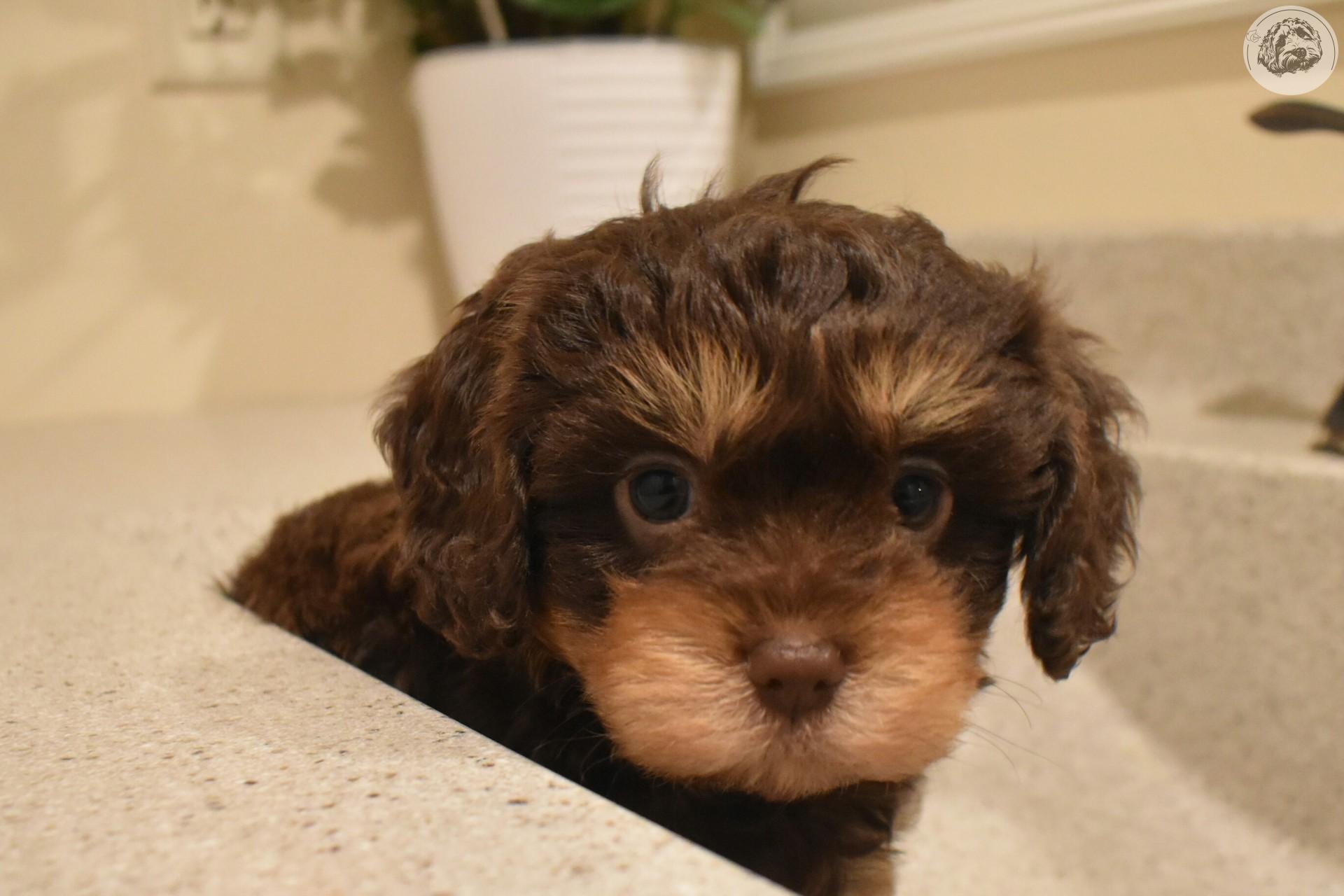 Ad - Puppyveriy