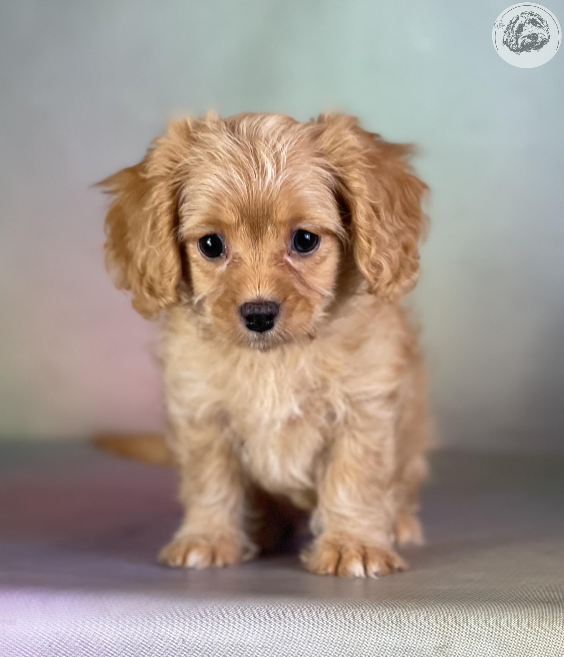 Ad - Puppyveriy