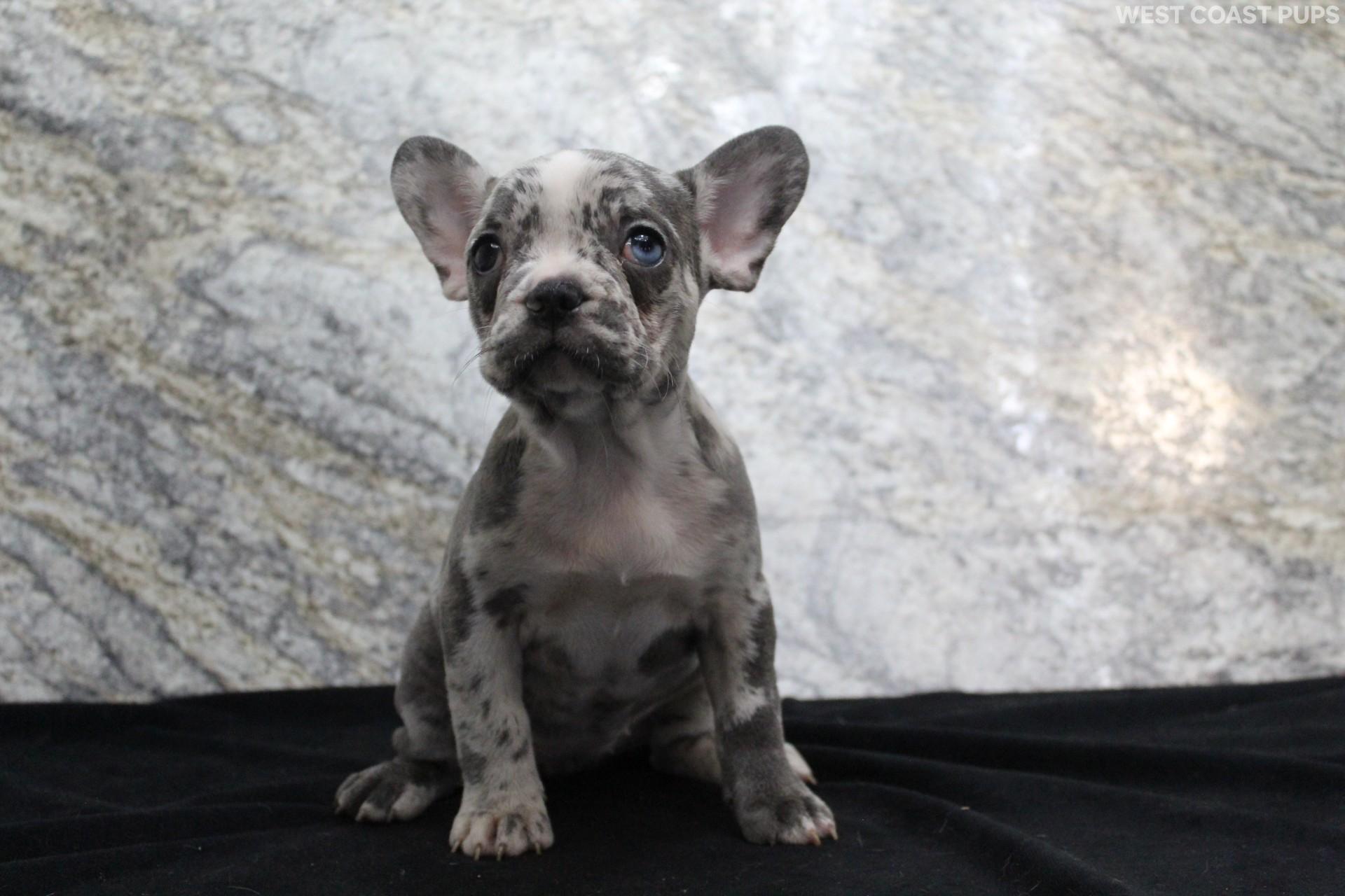 Bulldog Chicken Rosa Rosetta | Female French Bulldog French Bulldog,