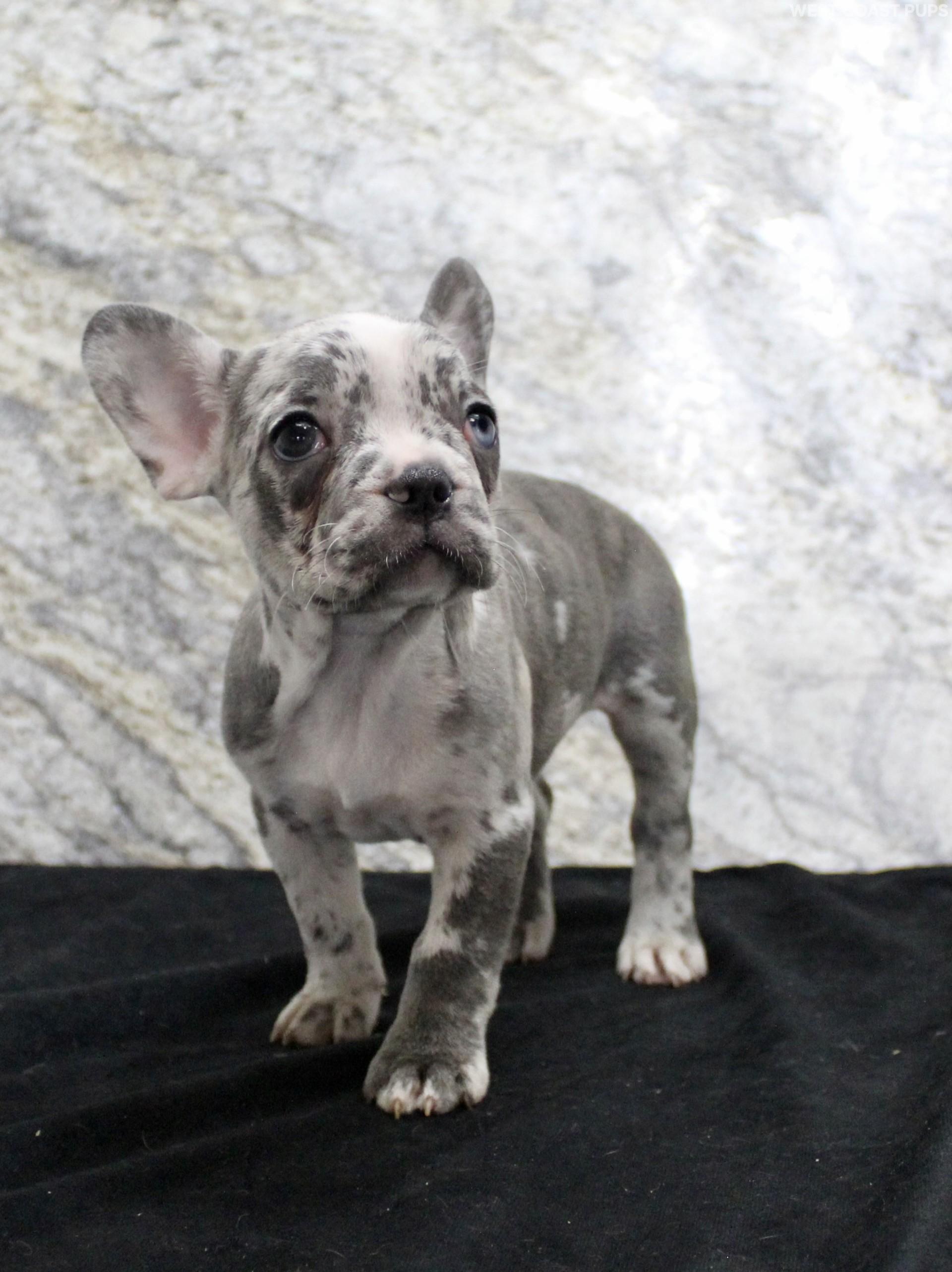 Bulldog Chicken Rosa Rosetta | Female French Bulldog French Bulldog,