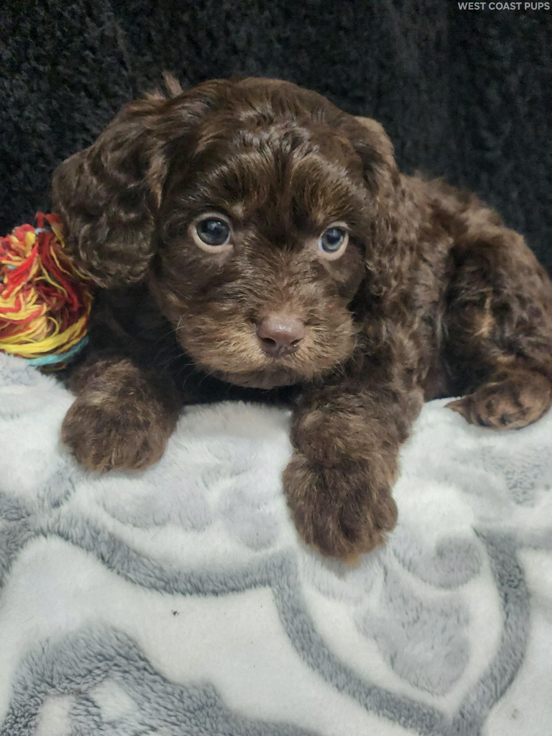 Fimo Cavapoo Contact Us Reviews