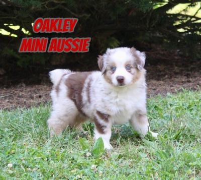 puppyページ wa_1726043886-