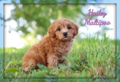 Maltipoo Puppies for Sale | Cute, Hypoallergenic & Family-Friendly
