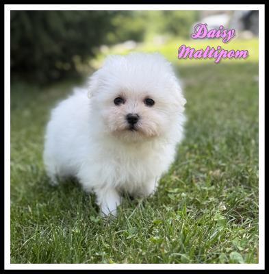 Maltipoo Puppies for Sale | Cute, Hypoallergenic & Family-Friendly