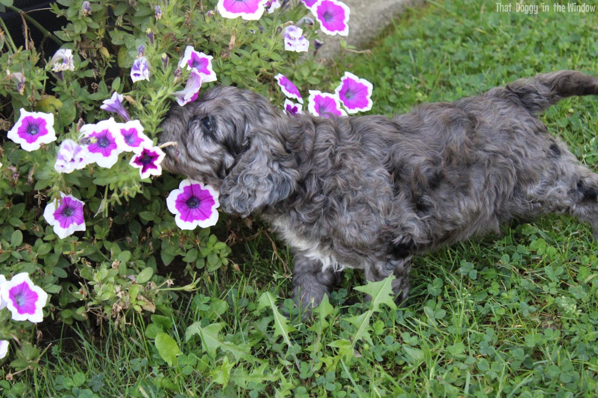 Process Puppy Travel