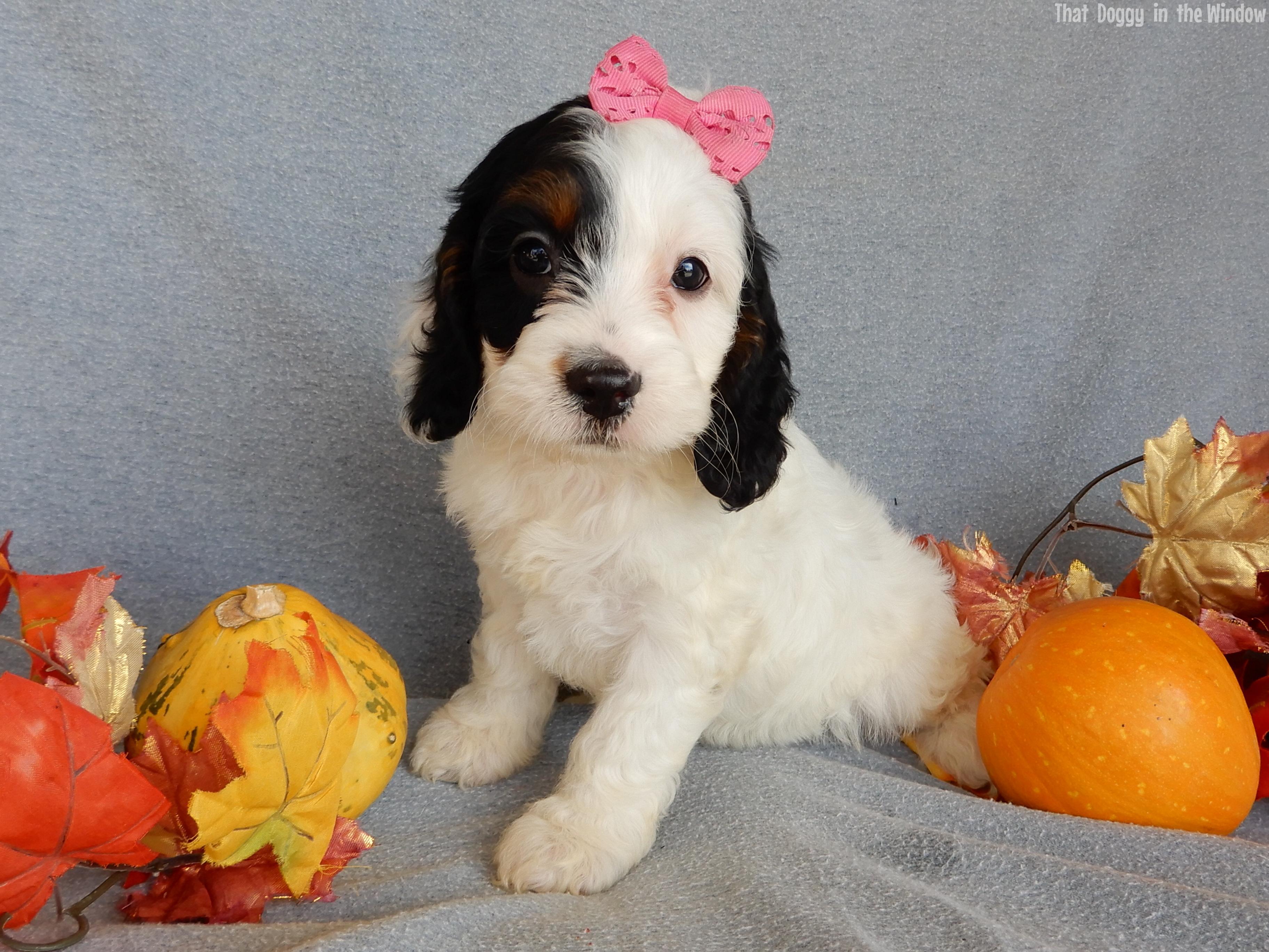 Snoopy Cockapoo
