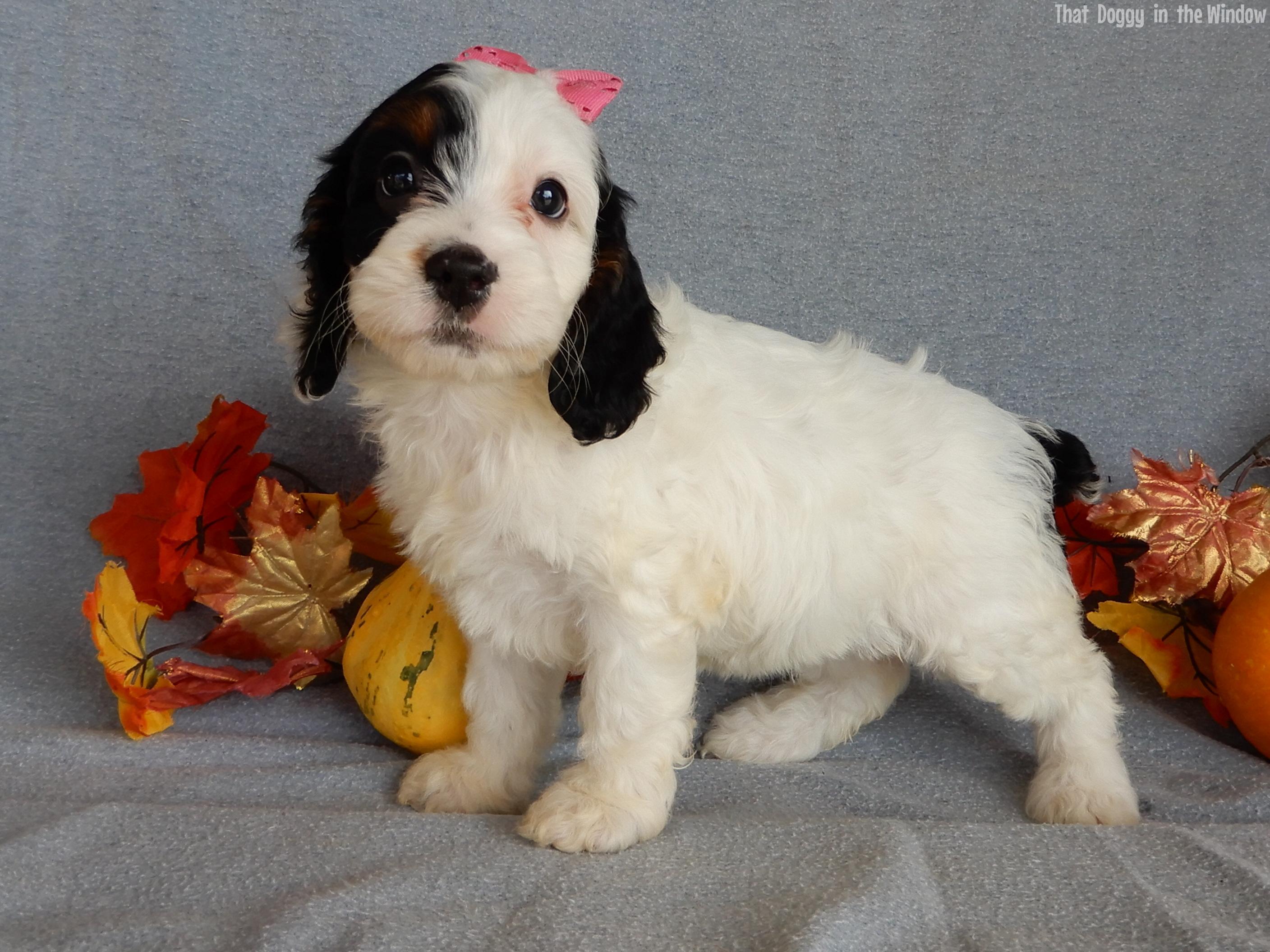 Snoopy Cockapoo