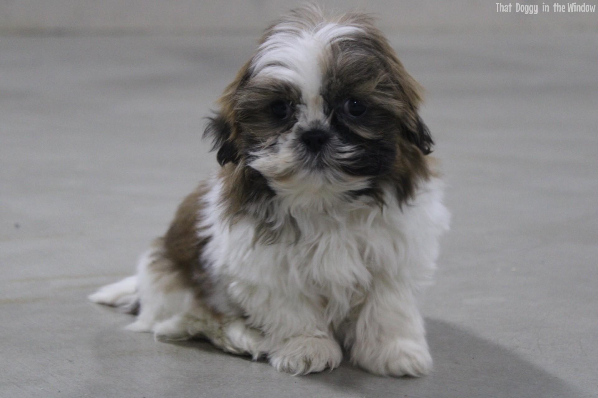 Sitzhu Holly | Female Shihtzu Shih Tzu,