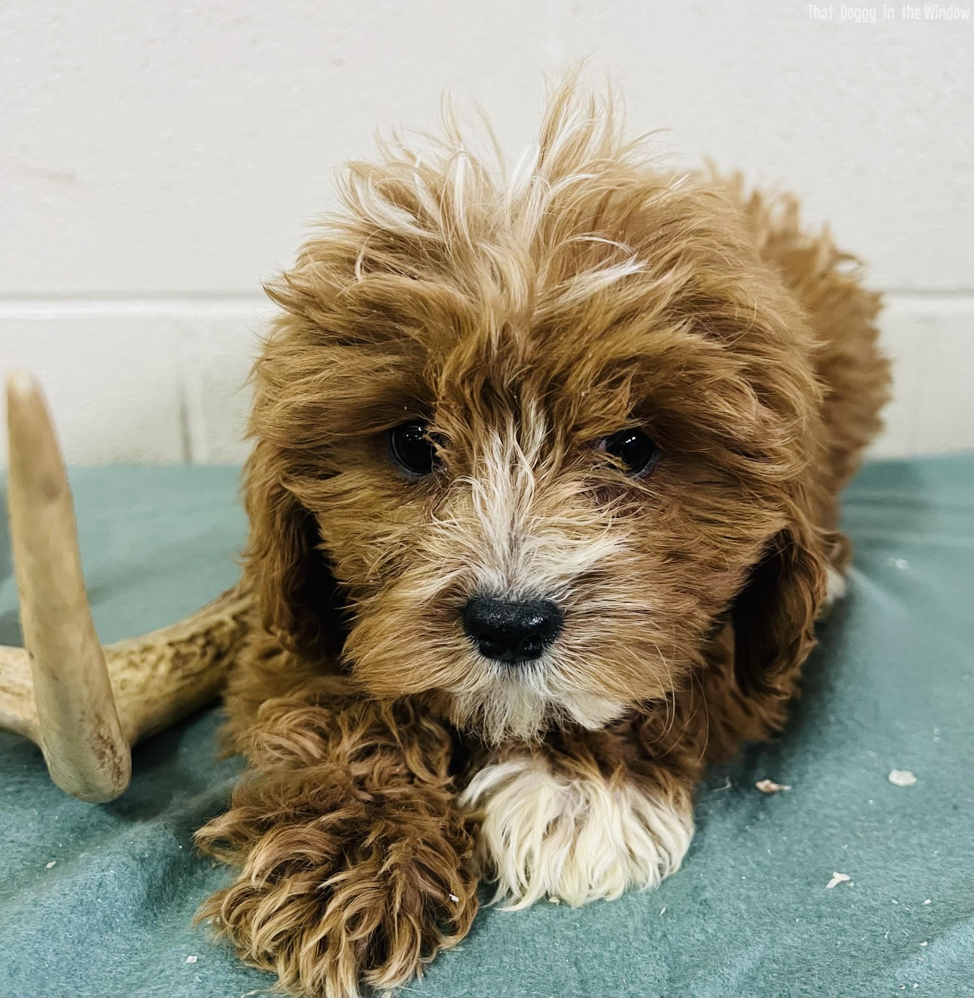 Rosey | Female Cavapoo Cavapoo,