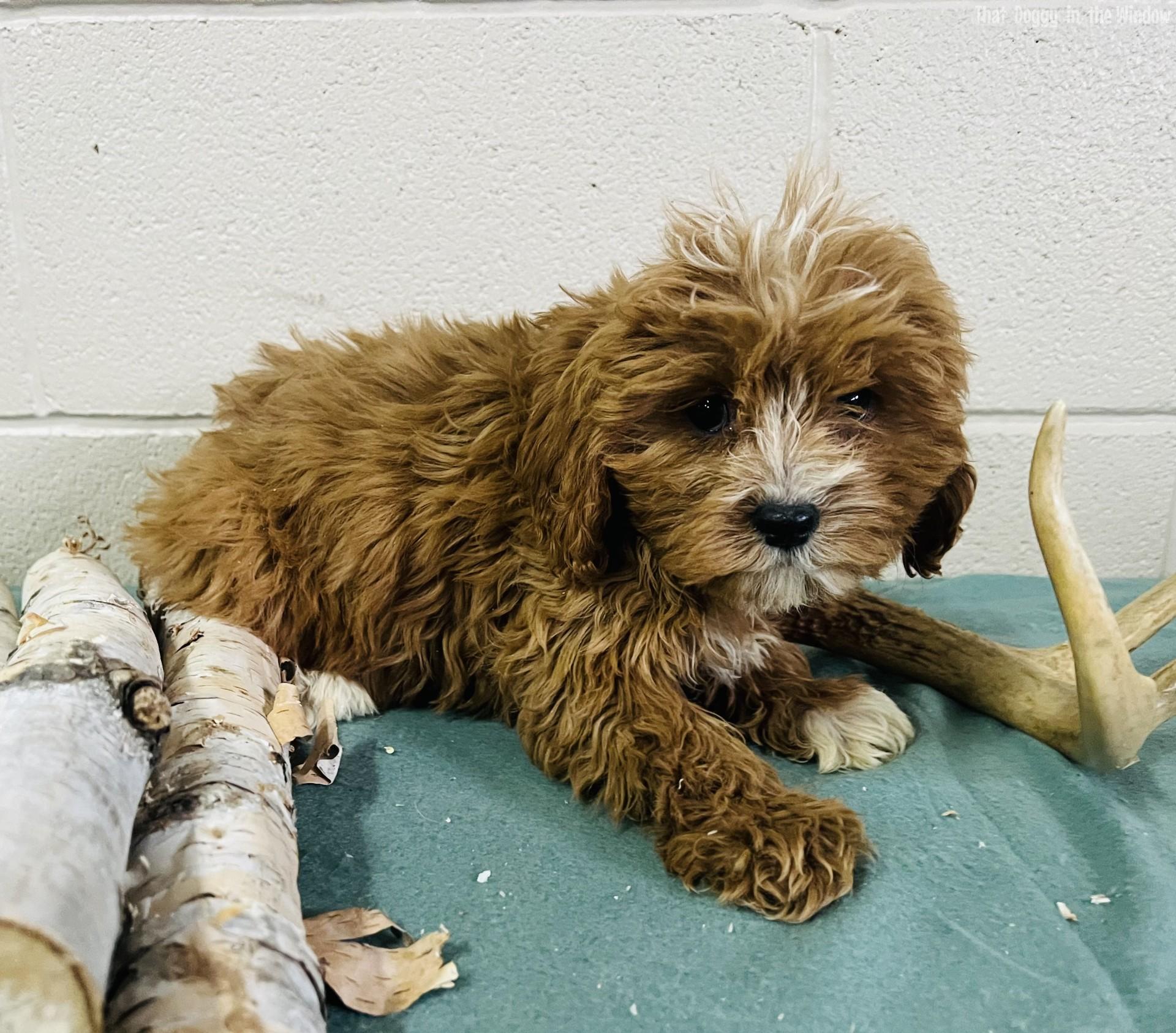 Adopted