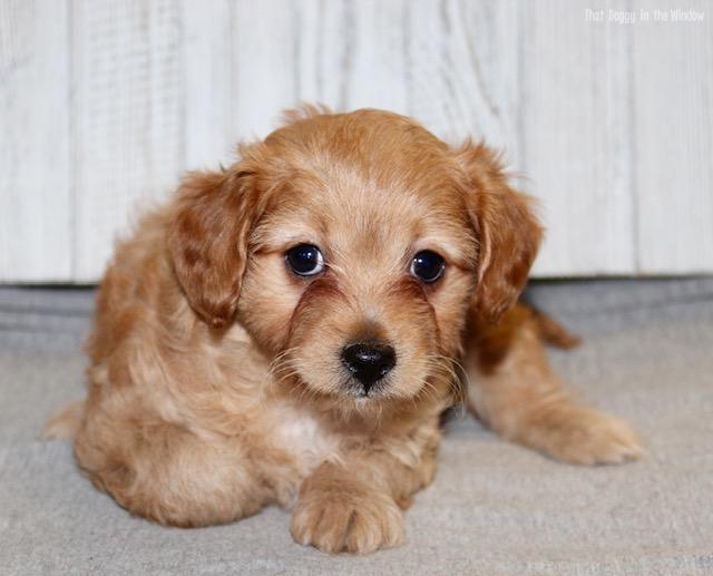 Sarah | Female Cavapoo Cavapoo,