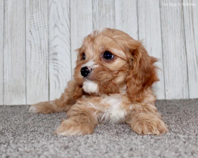 mikey male cavapoo cavapoo thatdoggyinthewindow puppies cavapoo adopted ...