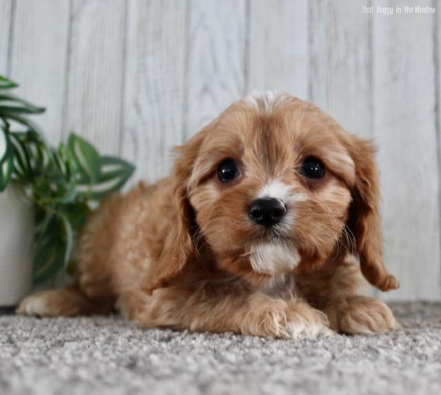 mikey male cavapoo cavapoo thatdoggyinthewindow puppies cavapoo adopted ...