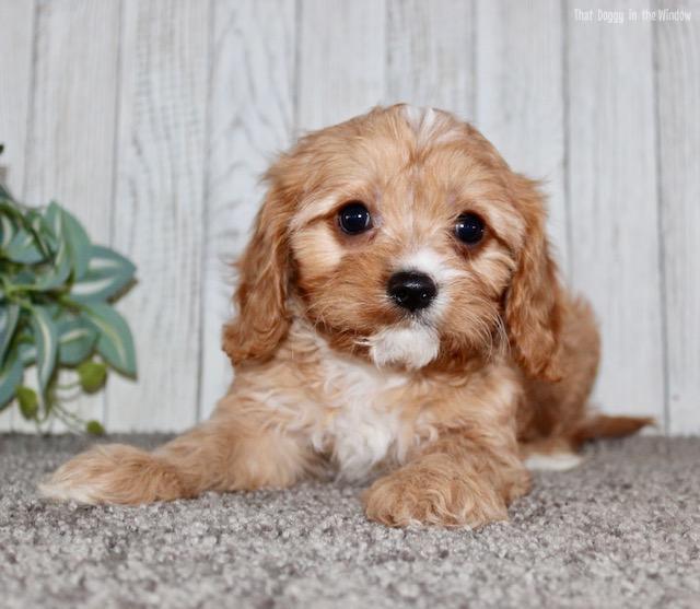 mikey male cavapoo cavapoo thatdoggyinthewindow puppies cavapoo adopted ...
