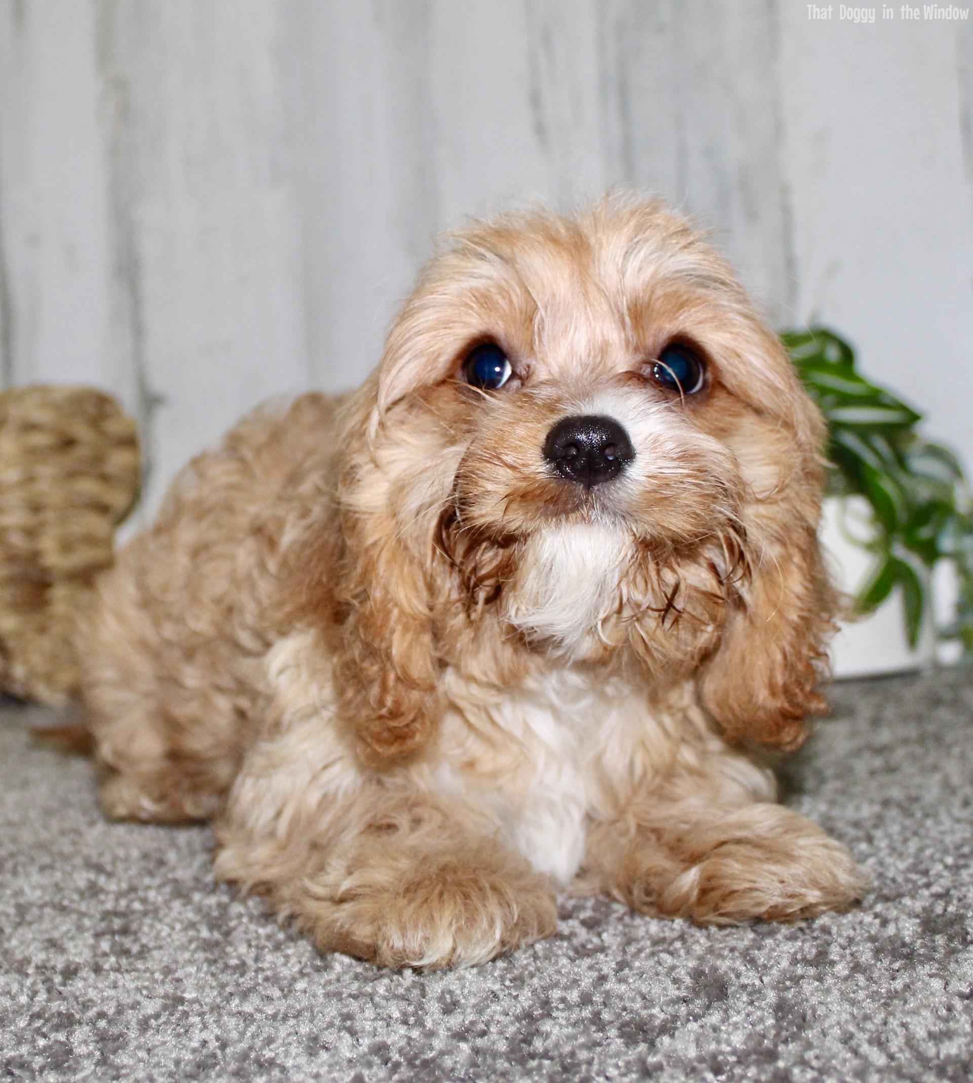 Mikey | Male Cavapoo Cavapoo,