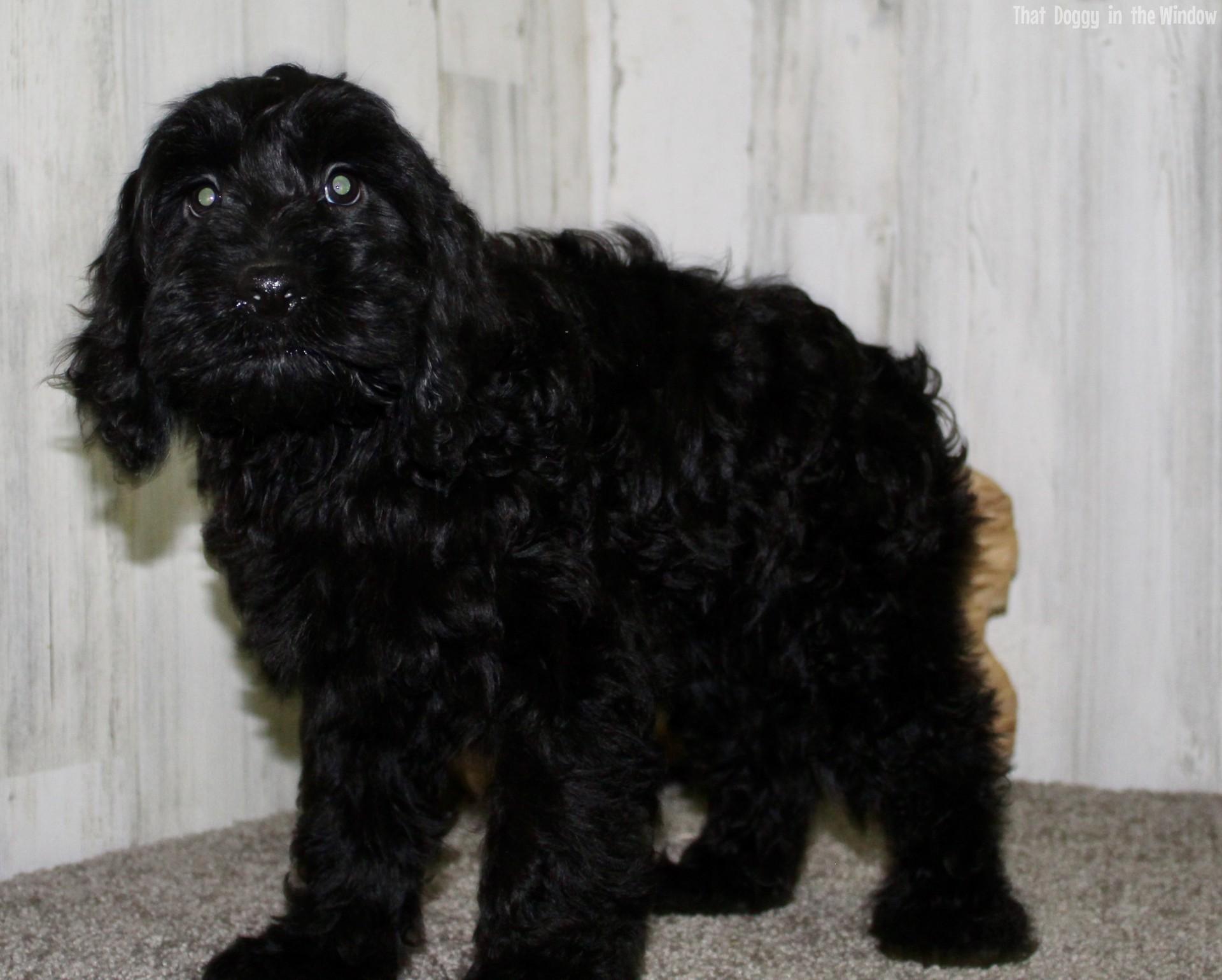 toby male cockapoo cockapoo thatdoggyinthewindow puppies cockapoo ...