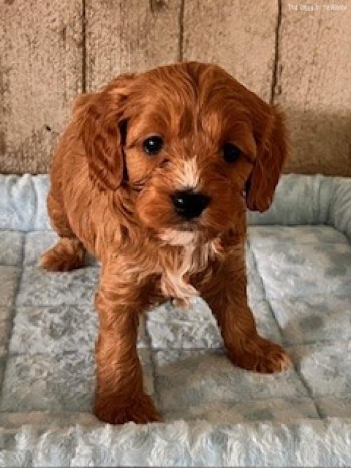 Adopted