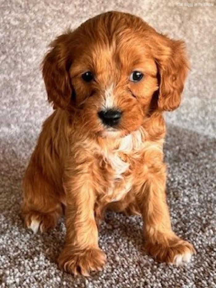 Lincoln | Male Cavapoo Cavapoo,