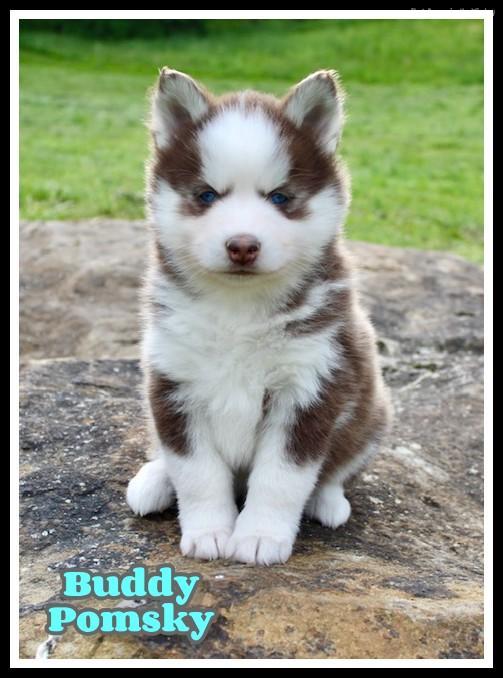 buddy male pomsky pomsky thatdoggyinthewindow puppies pomsky adopted ...