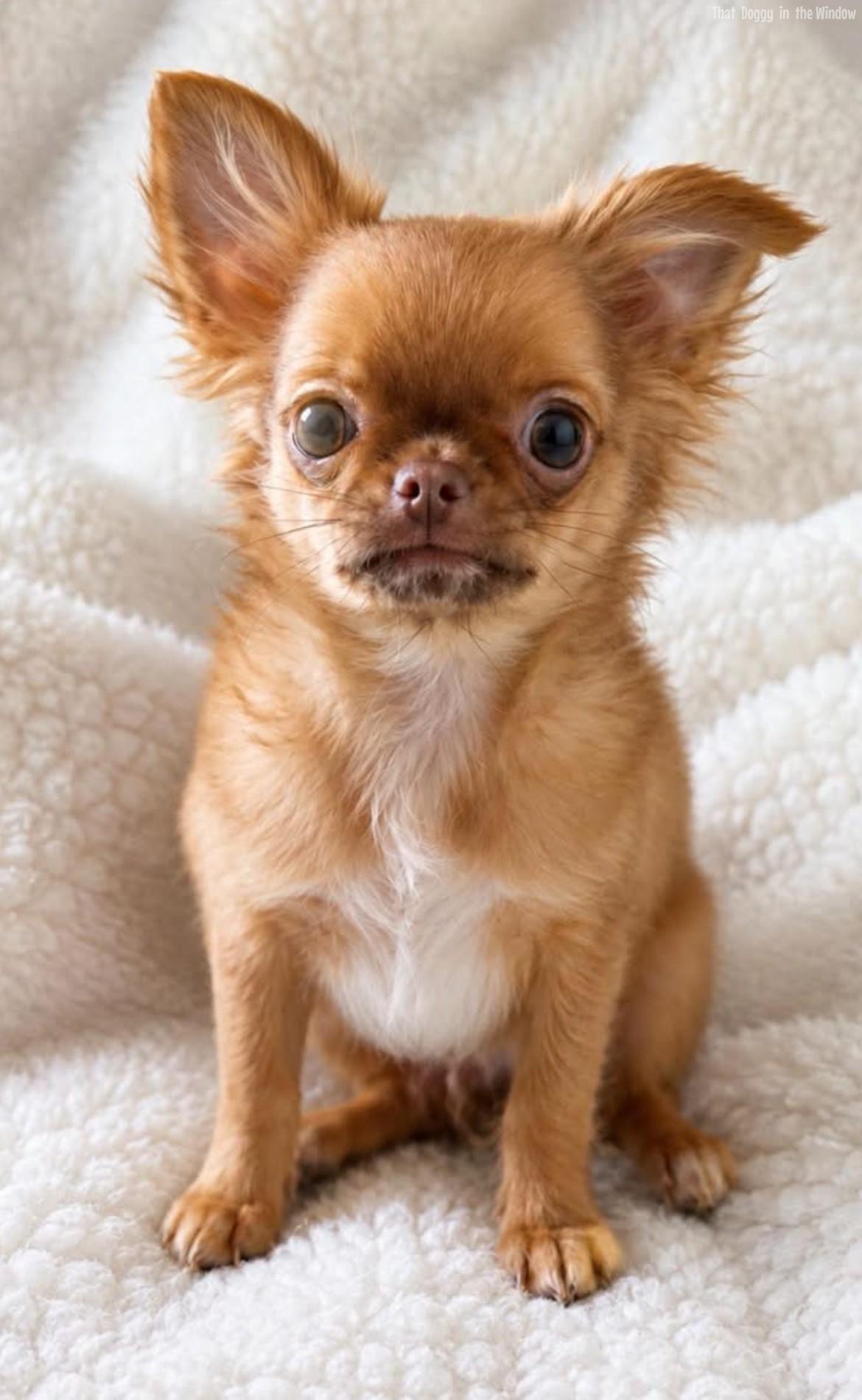 Milo | Male Shih Chi Chihuahua,Shih Tzu,