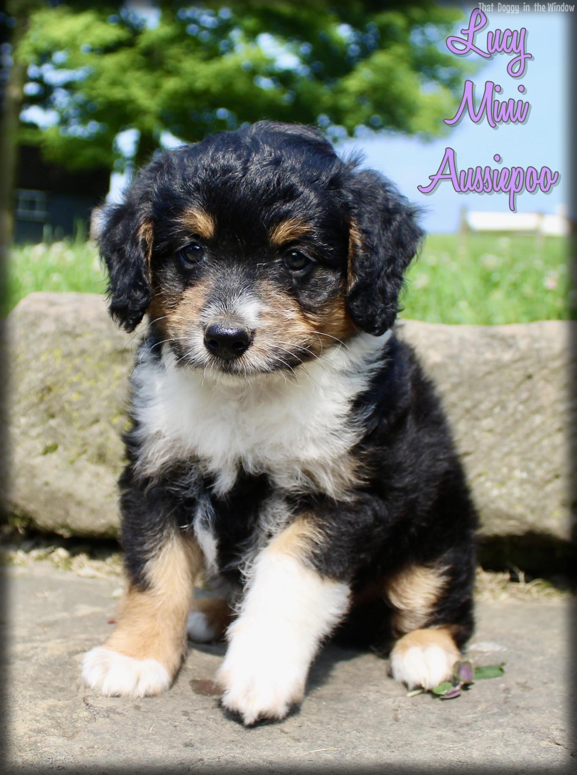 wa_1784251814-Lucy.jpg